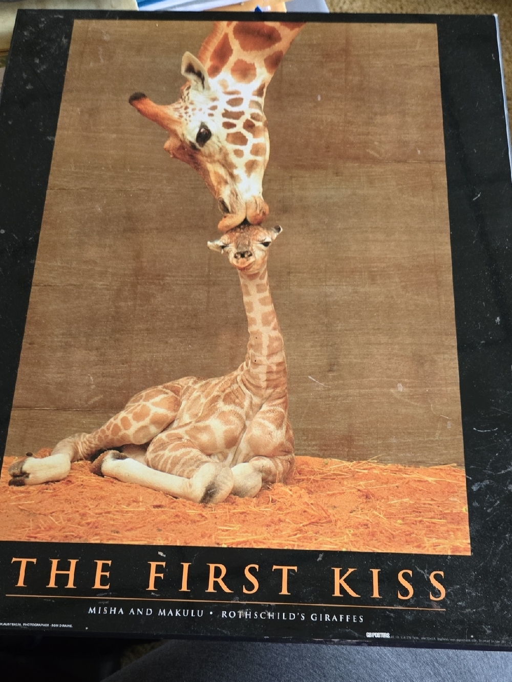 The First Kiss Poster On Pressboard - Giraffe Artwork in Brown and Tan